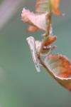 Agriphila geniculea