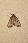 Amphipyra