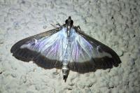 Cydalima perspectalis