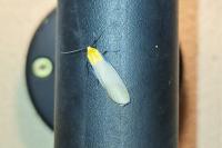 Lithosia quadra