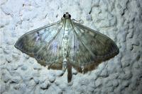 Patania ruralis