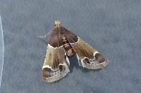 Pyralis farinalis