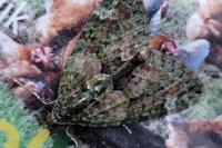 Chloroclysta siterata