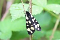 Arctia villica