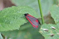 Tyria jacobaeae