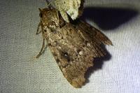 Amphipyra pyramidea/Amphipyra berbera