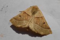 Crocallis elinguaria