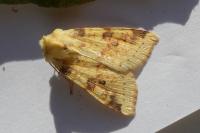 Cirrhia icteritia