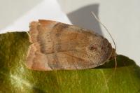 Noctua janthe/janthina