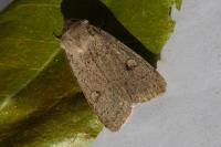 Xestia castanea