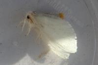 Sphrageidus similis