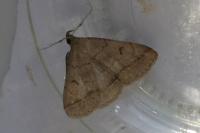 Zanclognatha lunalis