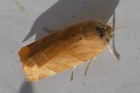 Noctua fimbriata/tirrenica