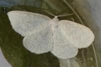 Cabera exanthemata