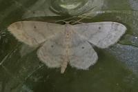Idaea biselata