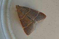 Hypsopygia glaucinalis