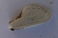 Cilix glaucata/hispanica