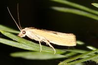 Agriphila inquinatella