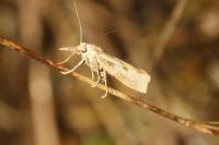 Agriphila inquinatella