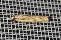 Agriphila inquinatella