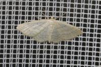 Idaea subsericeata