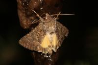 Thalpophila matura