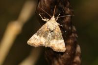 Mesoligia furuncula