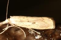 Pediasia contaminella
