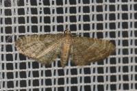 Eupithecia haworthiata