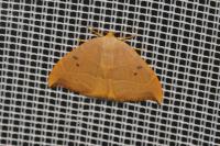 Watsonalla binaria