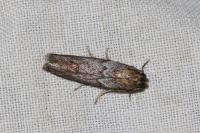 Selagia spadicella