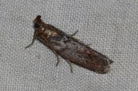 Selagia spadicella