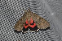 Catocala nupta