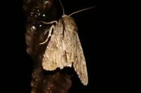 Acronicta psi/tridens