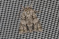 Acronicta auricoma