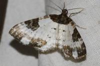 Melanthia procellata