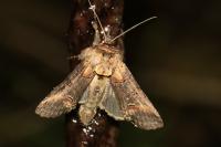 Abrostola triplasia