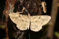 Peribatodes rhomboidaria rhomboidaria