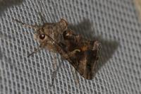 Autographa gamma