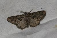 Peribatodes ilicaria ilicaria