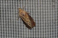 Galleria mellonella