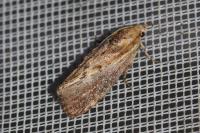 Galleria mellonella