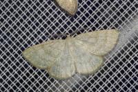 Cabera exanthemata
