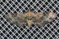 Eupithecia linariata