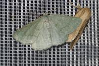 Pseudoterpna pruinata