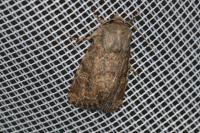 Luperina testacea