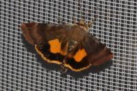 Noctua janthe