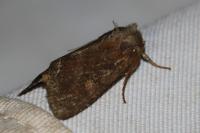 Lacanobia oleracea