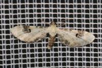 Eupithecia centaureata