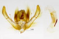 Anchoscelis helvola